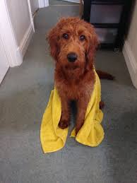 Mother is a 5year old kennel club registered black labrador who's is up to date with jabs. Fox Red Miniature Labradoodle For Adoption Cockermouth Cumbria Pets4homes Labradoodle Miniature Labradoodle Red Labradoodle