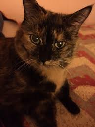 Calico Cat Missing Reward Connecticut Humane Society Cats Calico Cat Lost Cat