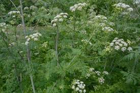 Image result for Conium