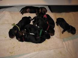 Begin holding puppies in different. Design Yourself The Perfect Whelping Box Set Up Gordon Setter Expert