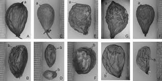 Image result for Pleurostylia capensis