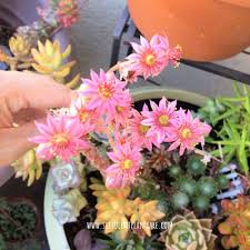 We did not find results for: 18 Popular Flowering Succulents With Pictures Succulent Plant Care