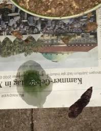 Gruner Schleimiger Igel Kot Igelberatung Hannover Sud