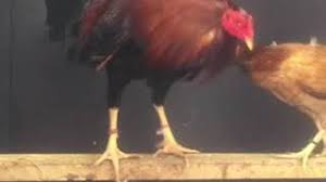 We did not find results for: Albany Broodcock Single Mating By Thundervalley Gamefarm By Thundervalley Gamefarm