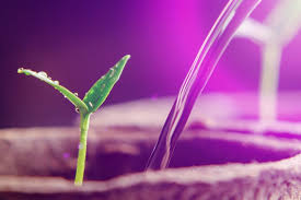 The national weather service works with the environmental protection agency, to forecast the ultraviolet (uv) index for the u.s. Uv Lampe Pflanzen Ratgeber Pro Emit