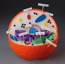 Maybe you would like to learn more about one of these? How To Create 3d Plant Cell And Animal Cell Models For Science Class Animal Cell Project Animal Cell Model Project Cells Project