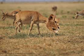 Photoshop animal nature lion fantasy vector art digital art cat vector wild. Interesting Pictures