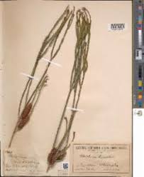 Image result for Melaleuca hamulosa