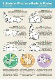 These mites are very irritating and cause severe pruritus (itchiness) and rabbits will exhibit head shaking, scratching at the ears, and if not treated it can progress to a head tilt. Picture Pet Bunny Rabbits Rabbit Behavior Bunny Cages