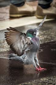 Pin By Sheo On Art Pet Birds Beautiful Birds Animal Drawings