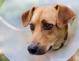 What's more, it is very easy to construct. The Cone Of Shame Elizabethan Collars And Your Pet