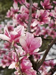 Flowering Trees For Spring Flowering Trees Saucer Magnolia Tree Magnolia Trees