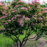 The kousa dogwoods originated in china and asia. Miss Satomi Kousa Dogwood New Blooms Nursery