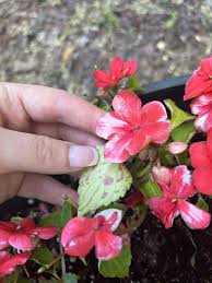 Image result for Impatiens mildbraedii