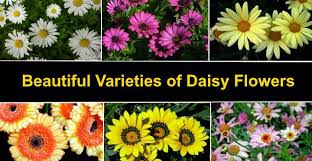 White ones signify purity, pink these assertive blooms look like they're just bursting with excitement, which may be why they. Types Of Daisies Amazing Varieties Of Daisy Flowers Pictures