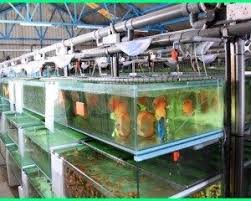 Inspirasi Kolam Ikan Hias Sederhana Dengan Tanaman Air Dunia Fauna Hewan Binatang Tumbuhan Kolam Ikan Ikan Hiasan