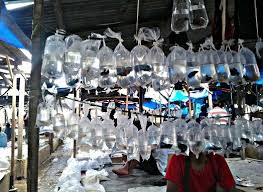 Kombinasi sisik berwarna merah, biru, dan hijau tak hanya enak juga didukung. Alamat Lokasi Pasar Ikan Hias Jakarta Lengkap Hobinatang