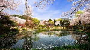 19 foto pemandangan alam bunga sakura di 2020 bunga sakura. 13 Gambar Pemandangan Indah Di Korea 23 Tempat Wisata Di Korea Selatan Yang Wajib Dikunjungi Download 50 Tempat Menarik Di Korea Destinasi Terbaik Di Korea En 2021