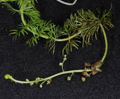 Image result for Utricularia reflexa