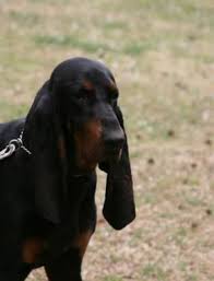 Black And Tan Coonhound For Sale In Michigan Black And Tan Coonhound Photo Black And Tan Coonhound Black And Tan Bluetick Coonhound Puppies Coonhound Puppy Coonhound Bluetick Coonhound
