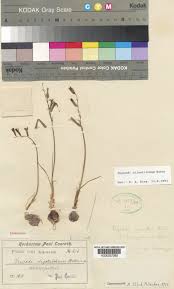 Image result for Dipcadi marlothii