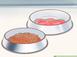 How To Care For A Dog After It Has Just Vomited With Pictures