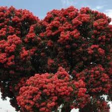 Image result for Eucalyptus ficifolia