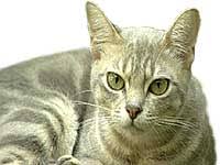 Half of the genes came from the burmese breed. Australian Mist Cat Burke S Backyard