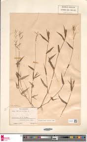Image result for Urochloa reptans