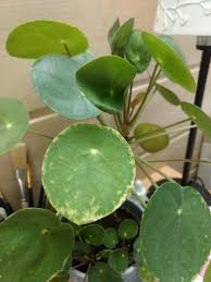 Laden sie ein bild hoch! Ufopflanze Gelbe Flecken Rander Pflanzendoktor Kranke Zimmerpflanze Pflanzenforum