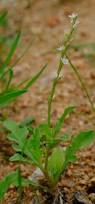 Image result for Oxygonum sinuatum