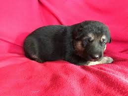 What is the first step towards adopting a german shepherd? Pin On Puppies For Sale