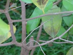 Image result for Uvariodendron