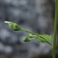 Image result for Scrophulariaceae