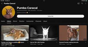 Why Do Caracals Hiss All The Time? - Youtube