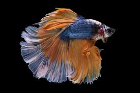 Halfmoon Betta Fish Halfmoon Betta Betta Betta Fish