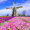 Damit hast du nicht nur den eintritt zum keukenhof, sondern auch viele andere vergünstigungen und kostenlose eintritte (z.b. Https Encrypted Tbn0 Gstatic Com Images Q Tbn And9gcq8tk5hbscv779qb6d2zr98yayxg6g7odxjdhb Pwsaeqom4tje Usqp Cau