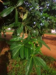 Image result for Pachira glabra