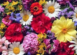 Did you know that flowers have meanings associated with them? Flower Meanings By Type Name Color And Occasion The Flower Expert