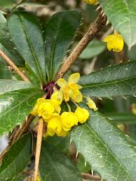 Image result for Berberis julianae