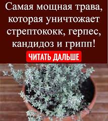 Samaya Moshnaya Trava Kotoraya Unichtozhaet Streptokokk Gerpes Kandidoz I Gripp V 2020 G Travolechenie Fakty O Zdorove Gripp