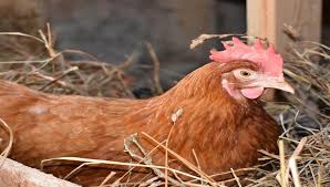 Play animal games on poki now. Cornish Chicken Breed Facts Origin Pictures And Detailed Information