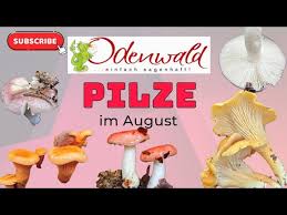 Pilze sammeln im Odenwald im August | tolle Vielfalt nach dem Regen
