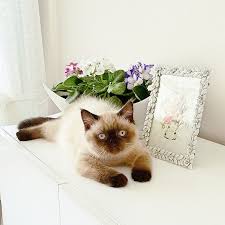 Gunaydin Ig Ailesi Lilly Gunaydin Gunaydin Kedim Yanimdakidost Cat Catlover Love Instacat Instagood Instagramcats Nature In 2020 Cats Animals
