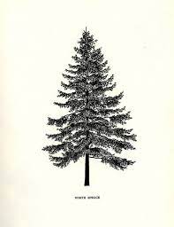 Download high quality stylized pine tree illustrations from our collection of 65,000,000 illustrations. Pin By Katie Gray On Project Inspiration Evergreen Tree Tattoo Pine Tree Tattoo Tree Tattoo Arm