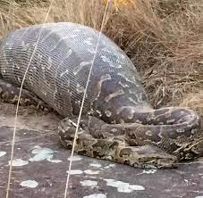 Als eine der größten schlangenarten sind pythons am besten dafür bekannt. Mann Im Bauch Gefunden Eigentlich Fressen Pythons Keine Menschen Eigentlich Welt