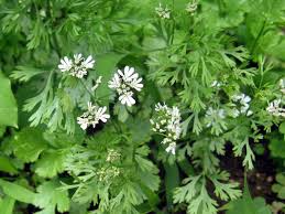 Image result for Coriandrum