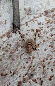 If camel crickets are hopping around while you sleep you will no doubt want to get rid of them. What I Think Is A Spotted Camel Cricket Ceuthophilus Maculatus New Jersey Whatsthisbug