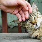 Kedi Nasil Sevilir Kedi Hayvan Fotograf