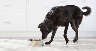 What is the best senior dog food. Senior Dog Food What Is The Best Thing To Feed An Old Dog Bechewy